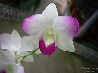 Orquídeas flores exóticas Dendobrium+(5)