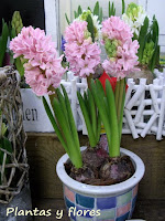 curso jardineria cursos de jardineria cursos jardineria