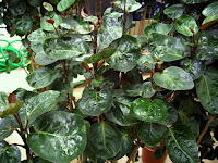 decoracion terrazas plantas jardineria macetas decoracion