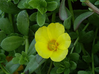 terrazas jardineros mantenimiento jardineria