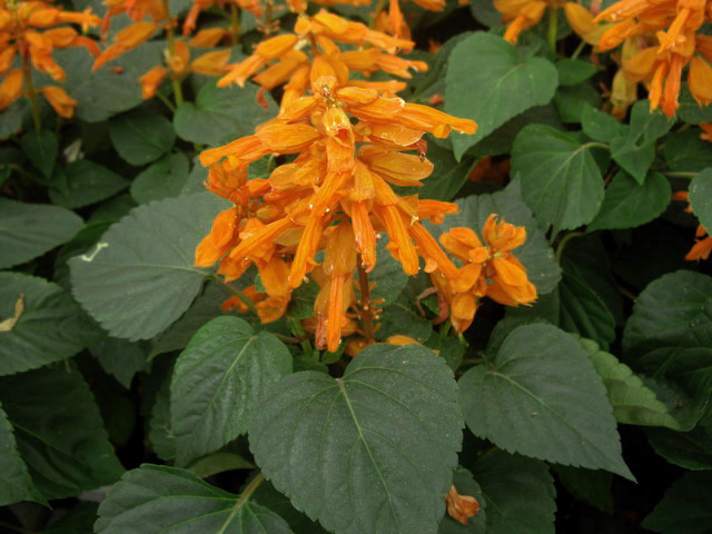articulos jardineria : Salvia splendens ~ Diseño y Decoracion de