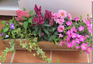 Jardineras de verano
