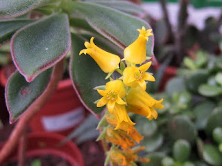 Echeveria coccinea