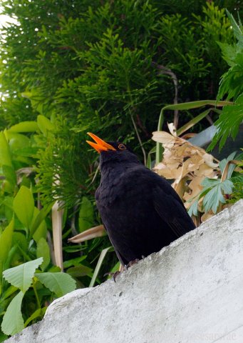[black+bird+singing-+3++++++++-.jpg]