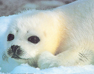 [premio+foca.jpg]