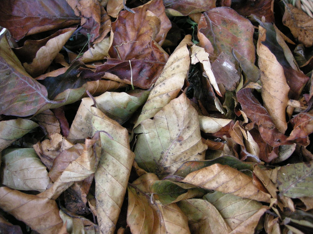 [autunno+(2).JPG]