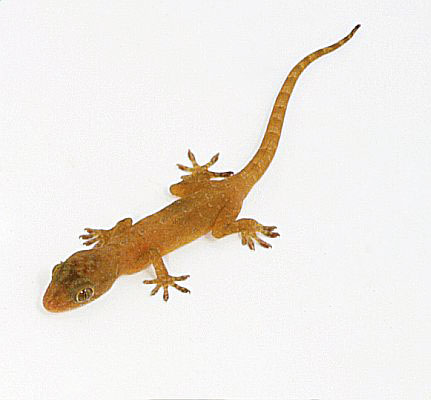 [gecko.JPG]