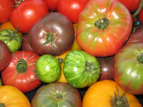 [tomatoes.jpg]
