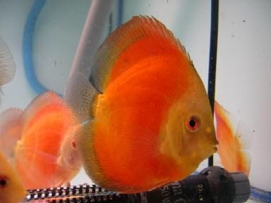 red melon discus