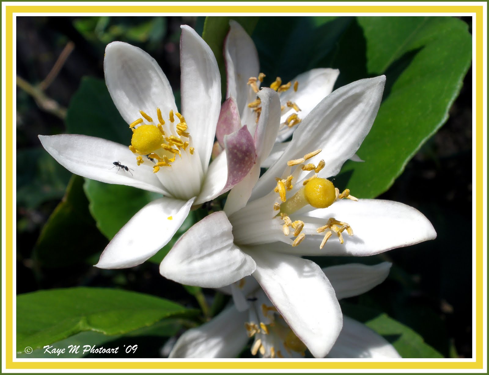 Flower Magic by "Kaye M" Pretty flower of the Lemon Tree