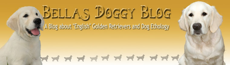 Bella's Doggy Blog