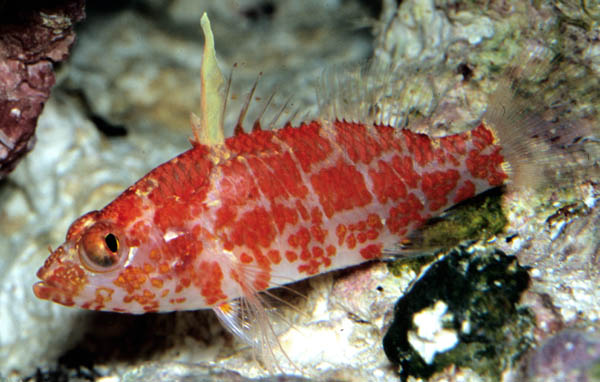 highfin perchlet anthias