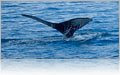 Humpback Whales...feed all Summer in Alaska