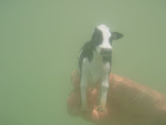 Krapahouette apprend à nager