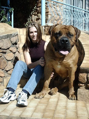 biggest mastiff