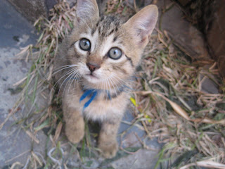 foto de un gatito, cortesía de Zelen