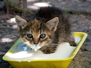 gatito dentro de su plato de leche