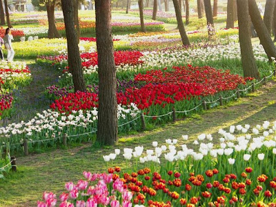 flores flores