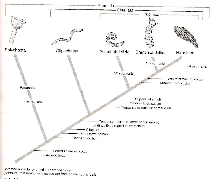 Annelida clade