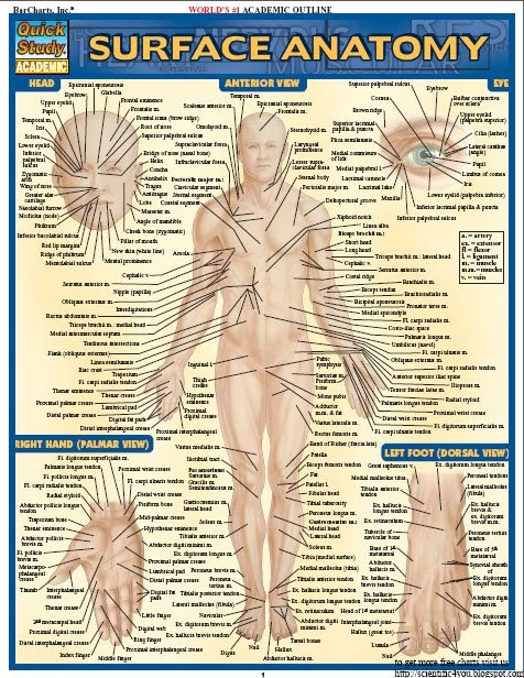 download free book series barcharts quickstudy surface study charts free