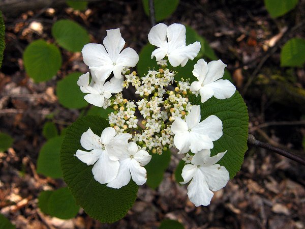 [viburnum+17379.jpg]