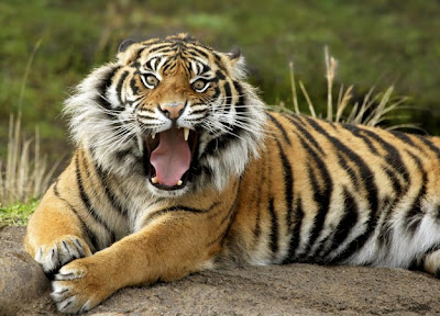 Sumatran+tiger+eating