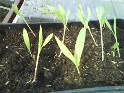 [corn.JPG]