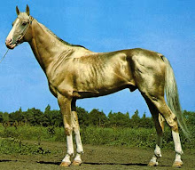 Breed Akhal-Teke