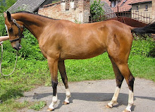 Breed Akhal-Teke