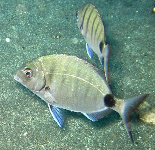 Peixes do Atlântico Diplodus sargus. Sargo