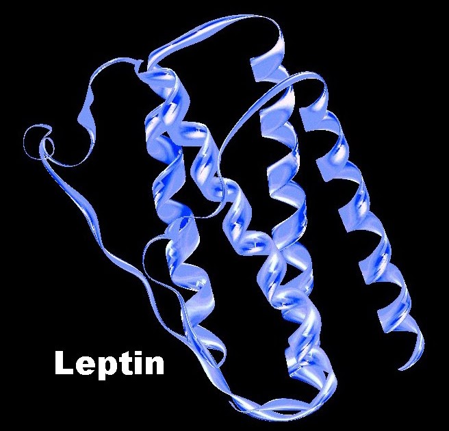 Leptin.BMP