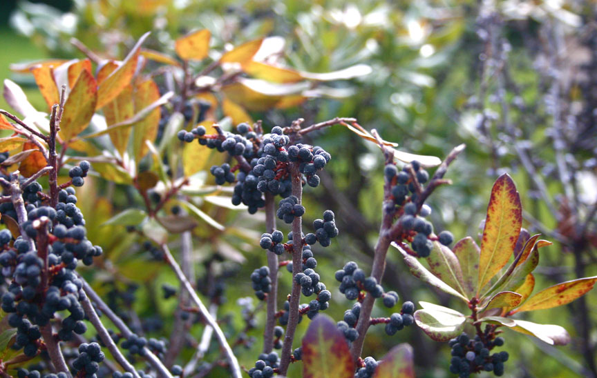 Baldwin Nurseries Perennials, shrubs, trees for Nova Scotia Gardeners