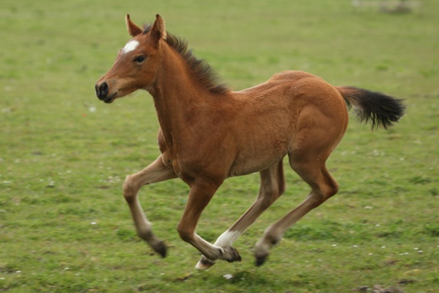 Bay Roan Pony