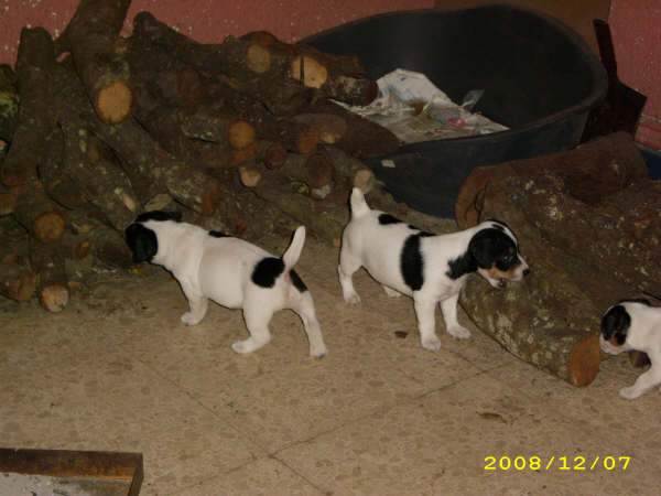 Cachorritos pelo corto