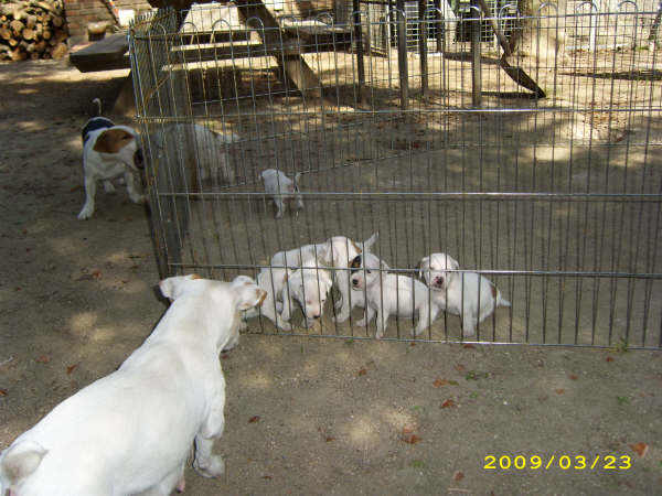 Cachorritos de Chika de Monterocoso X Polo de Anroal