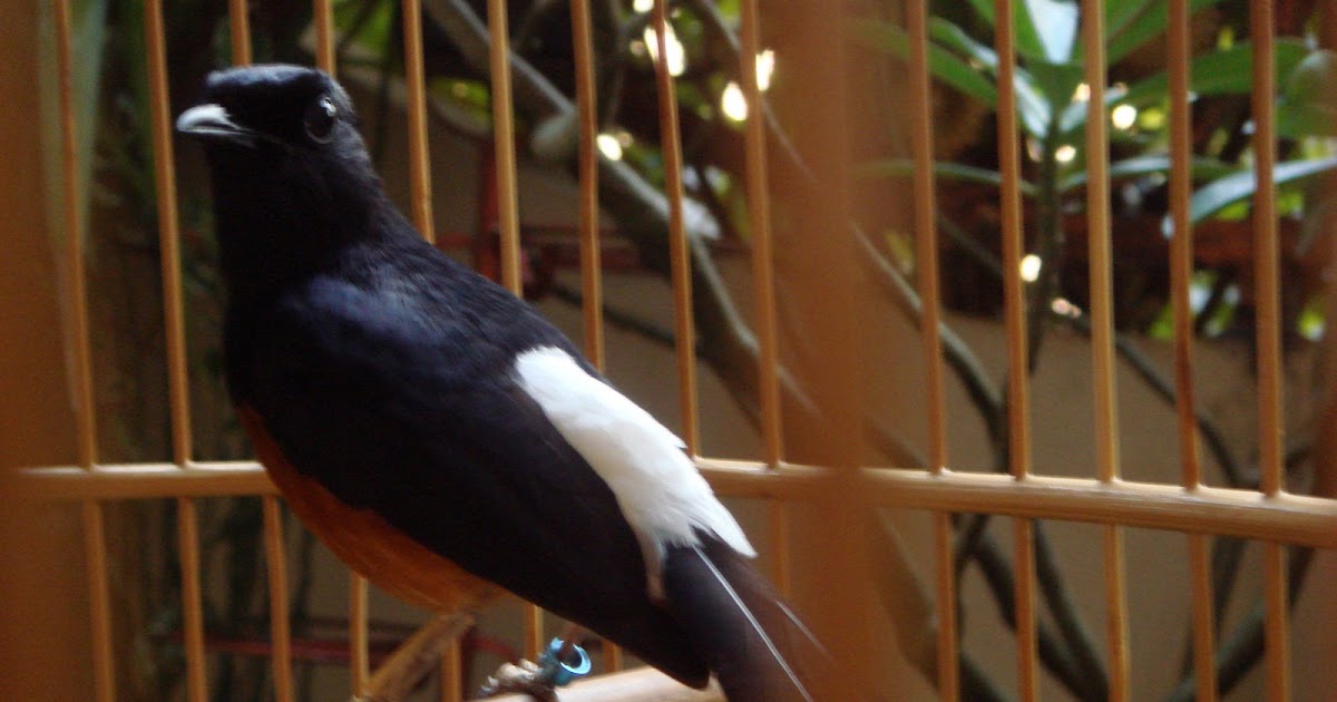 HERU WIDAGDO: Murai Batu