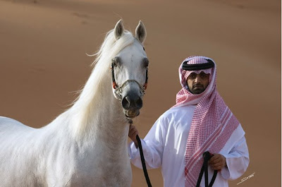 Arabian Horse Desert
