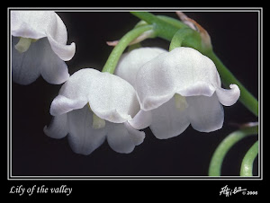 lily of the valley