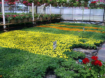 Marigolds are one of my favourite annuals. They are very hardy and last well into the fall.