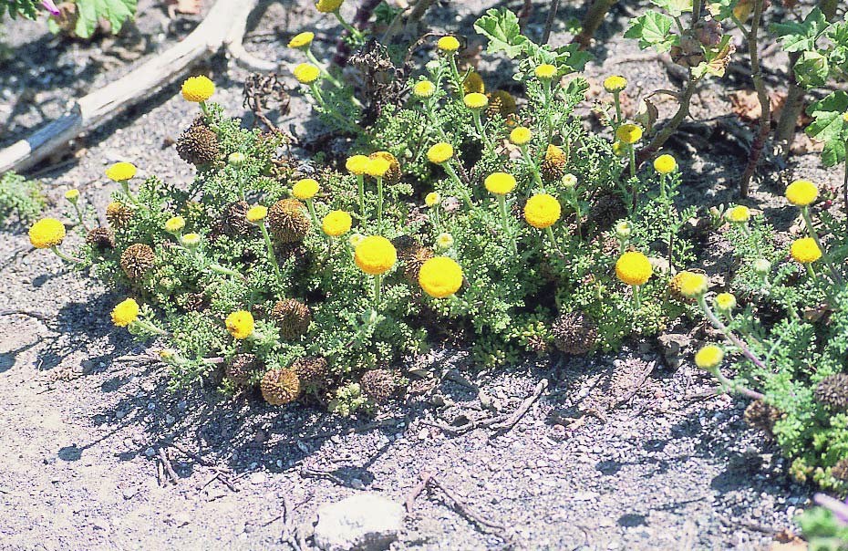 La cueva de Alberto La gruta del cisne Anacyclus alboranensis
