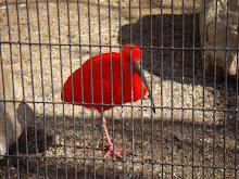 Ibis at the Aviary