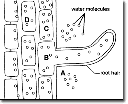 transport root active into mineral diffusion hairs salts