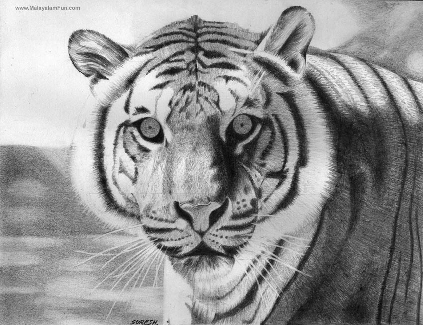 sketches of baby animals