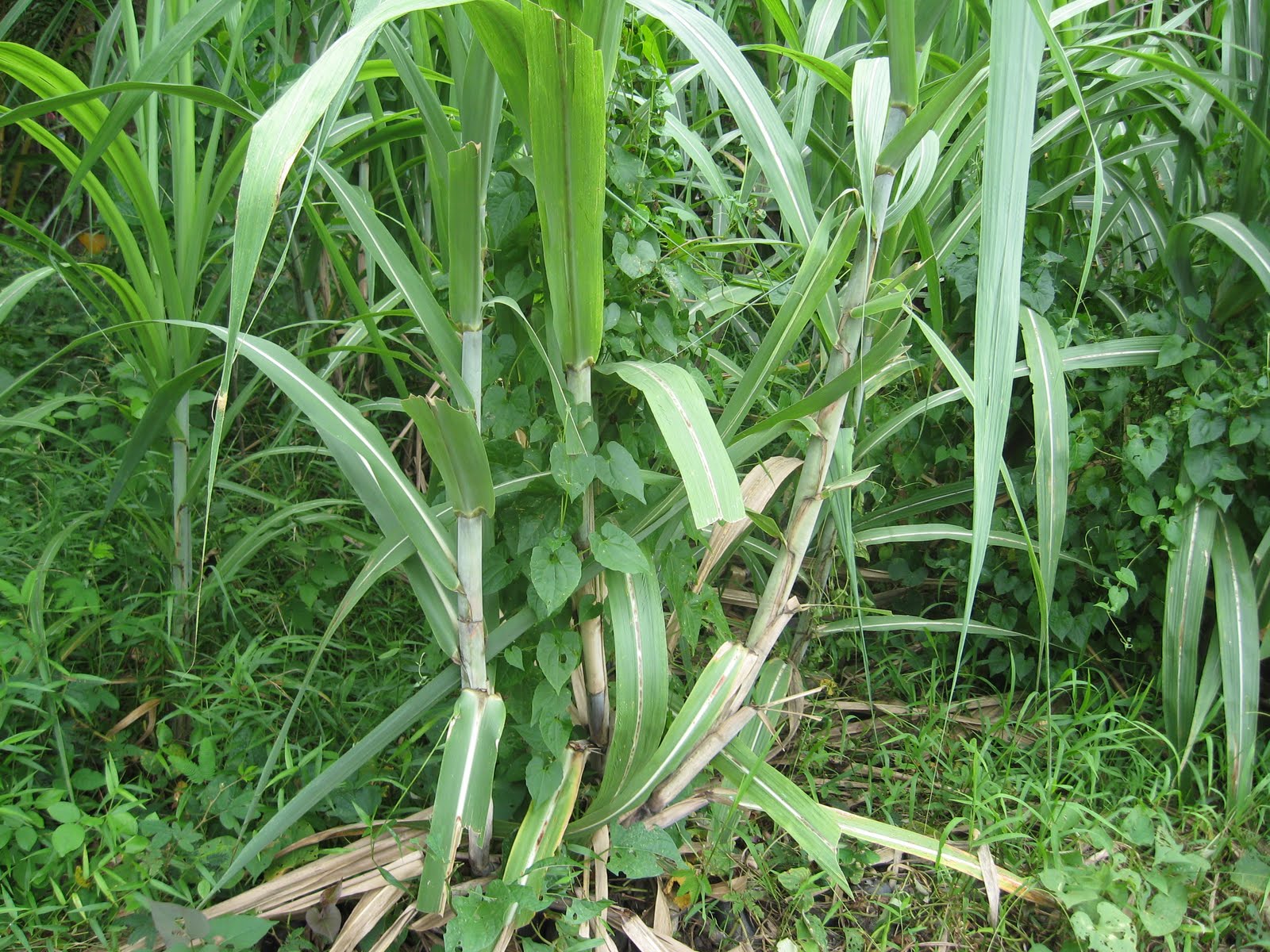 NBC AP Biology 1011 Biology Collection 1 JessieMara