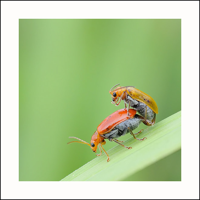 Why does macro-photographer frequently take picture of mating insects?