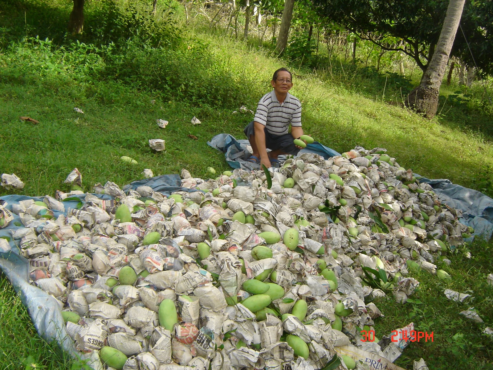 Agri talks and facts Tips on Mango Production