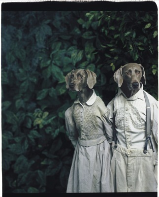 William Wegman Series