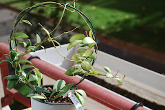 Hoya leytensis