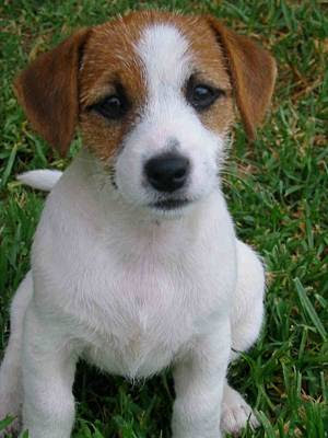 terriers
