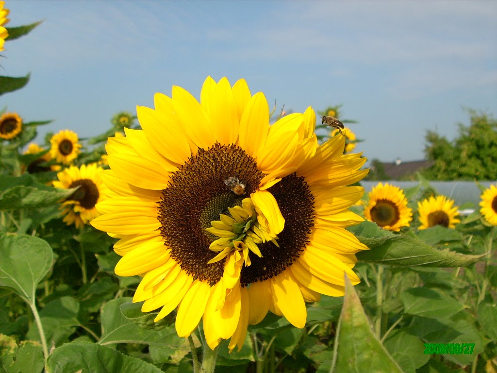 [IMG_3717.JPG]